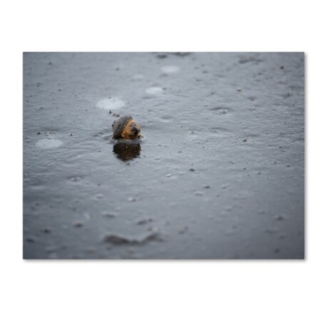Trademark Fine Art Thom Sivo 'Acorn in the Ice' Canvas Art, 18x24 TS00009-C1824GG